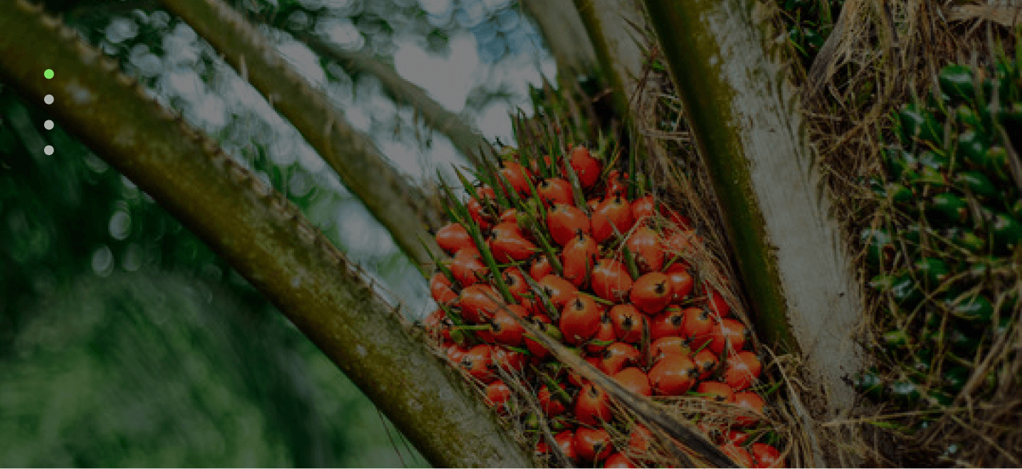 Palm plantation